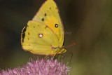 Orange Sulphur I9I2388.jpg