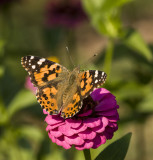 Painted Lady _I9I3172.jpg