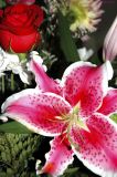 Stargazer and Roses