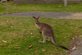 Cudmirrah Caravan park - Kangaroo at sunset