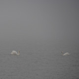 Swans - through the fog.  See #2 Below.