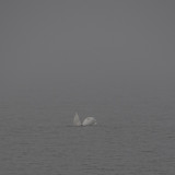 Swans - through the fog #2, See #1 below