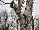 Hoop in tree