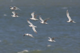 Grote Stern / Sandwich Tern