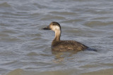 Zwarte Zee-eend / Common Scoter