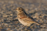 IJsgors / Lapland Bunting