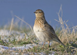 Veldleeuwerik / Skylark