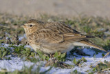 Veldleeuwerik / Eurasian Skylark