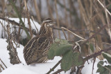 Kwartel / Common Quail