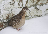 Kwartel / Common Quail