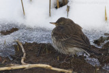 Waterpieper / Water Pipit
