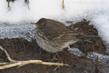 Waterpieper / Water Pipit