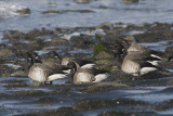 Witbuikrotgans / White-bellied Brent Goose