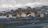 Witbuikrotgans / White-bellied Brent Goose