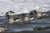 Witbuikrotgans / White-bellied Brent Goose