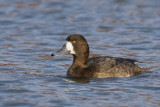 Topper / Greater Scaup