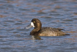 Topper / Greater Scaup
