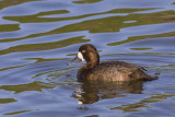 Topper / Greater Scaup
