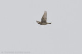 IJsgors / Lapland Bunting