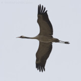 Kraanvogel / Common Crane