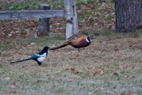 7714 Pheasant and magpie