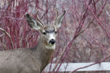 7749 Young Buck