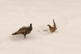 7970 Turkey and pheasant