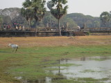 Angkor Wat