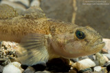 Goby - Ghiozzo Padano (Padogobius martensi)