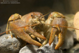White-clawed Crayfish - Gambero di Fiume (Austropotamobius pallipes)
