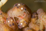 White-clawed Crayfish - Gambero di Fiume (Austropotamobius pallipes)