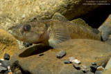 Goby - Ghiozzo Padano (Padogobius martensi)