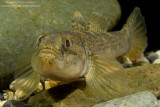 Goby - Ghiozzo Padano (Padogobius martensi)