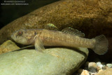 Goby - Ghiozzo Padano (Padogobius martensi)