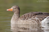 White-fronted Goose - Oca Lombardella (Anser albifrons)