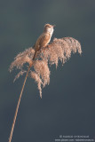 Great Reed Warbler - Cannareccione (Acrocephalus arundinaceus)