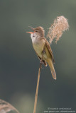 Great Reed Warbler - Cannareccione (Acrocephalus arundinaceus)