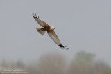 Marsh Harrier - Falco di palude (Circus aeruginosus)
