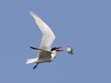 Caspian Tern flipping a Crappie