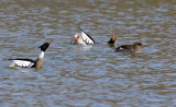 Red-breasted Mergansers courting