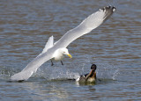 Herring Gull stealing Brown Trout from RB Merganser