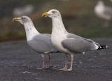 Zilvermeeuw 38