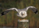 Geelpootmeeuw 2