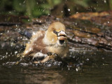 Appelvink 16