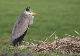 Blauwe Reiger 6