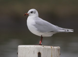 Zwartkopmeeuw 1
