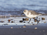 Drieteenstrandloper 1