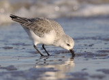Drieteenstrandloper 2