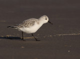 Drieteenstrandloper 6
