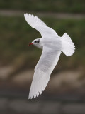 Zwartkopmeeuw 6